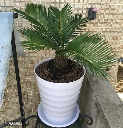 Baishnab  Cycas Revoluta Plant Live Plant CF94 Cy