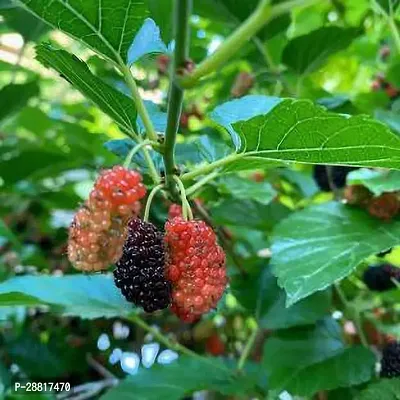 Baishnab  Mul Berry Plant 021 ShahtootMulberry Pla