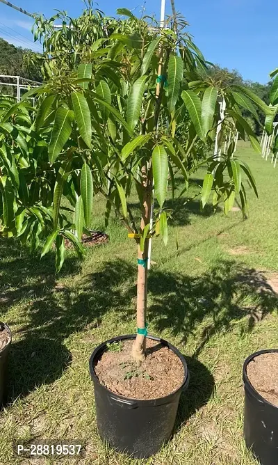 Baishnab  Thai mango plant59 Mango Plant-thumb0