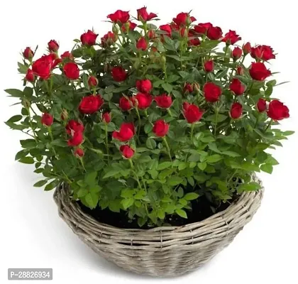 Baishnab  RED ROSE DEEP38 Rose Plant-thumb0