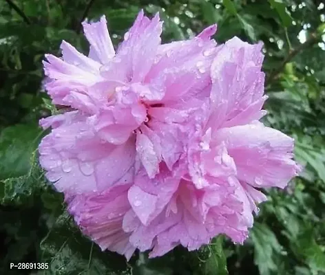 Baishnab Hibiscus Plant RH193-thumb0