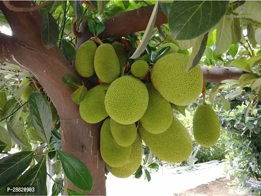 Baishnab  JAYJ01 Jack Fruit Plant