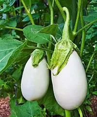 Baishnab Bringal seeds  75 per packet   rbWhite Brinjal Seed75PIECE-thumb1