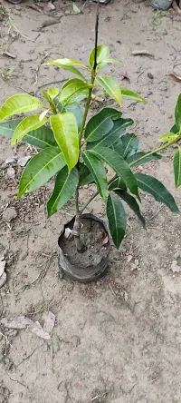 Baishnab Mango Plant Thai all time sweetmango plant-thumb1