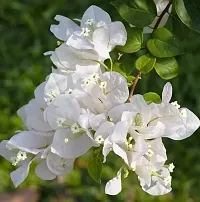 Baishnab Bougainvillea Plant Exotic Live Plant BougainvilleaBoganvilla Rare White Suitable Balcony Garden Plant(1 Healthy Live Plant)-thumb1