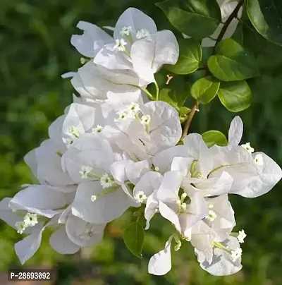 Baishnab Bougainvillea Plant Exotic Live Plant BougainvilleaBoganvilla Rare White Suitable Balcony Garden Plant(1 Healthy Live Plant)-thumb2