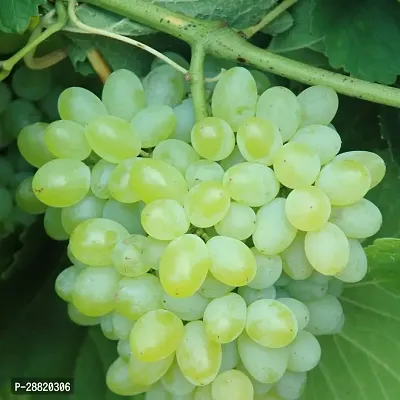 Baishnab  GKG01 Grapes Plant