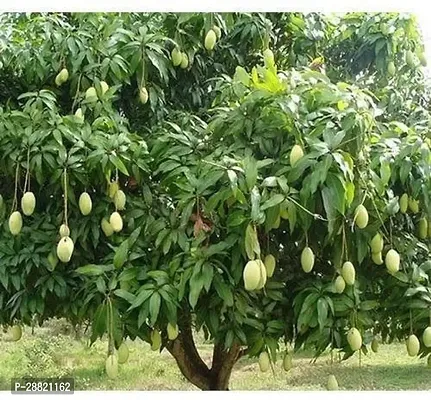 Baishnab  MMQ101 Mango Plant-thumb0