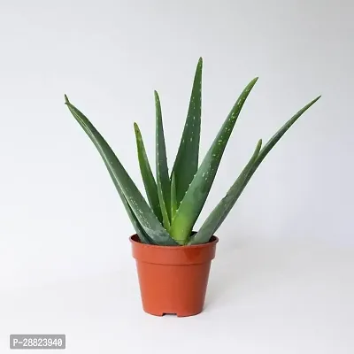 Baishnab  Aloe Vera Live PlantCF23 Aloe Vera Plan-thumb0