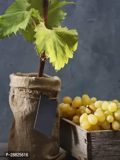 Baishnab  r311 Grapes Plant-thumb0