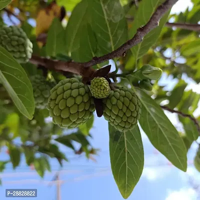 Baishnab  Custard Apple Live Plant Disha2005613