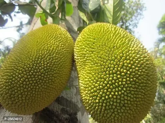 Baishnab  M01 Jack Fruit Plant-thumb0