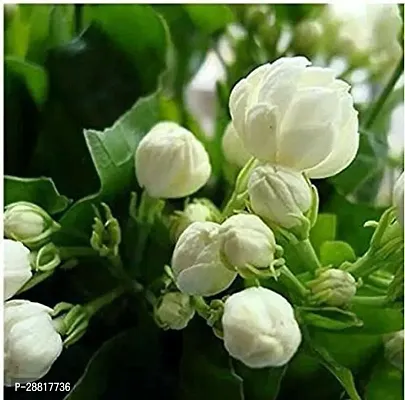 Baishnab  White jasmine plant Jasmine Plant