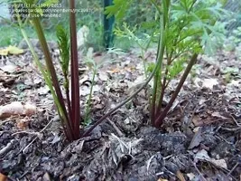 Baishnab Carrot  seed300 per packet rbRED CARROT  LAAL GAJAR   GAJAR RUPSLI SEEDS FOR KITCHEN GARDENING300PIECE-thumb3