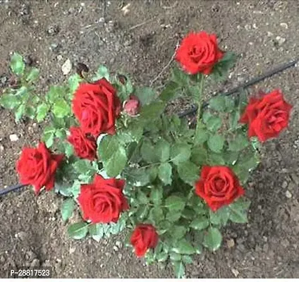 Baishnab  Hybrid Rose plant R2 Rose Plant-thumb0