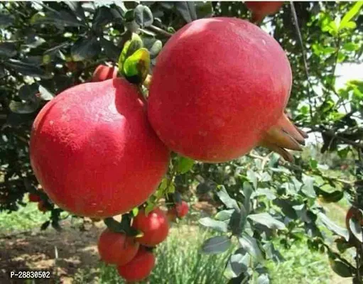 Baishnab  Pomegranate Pomegranate Plant