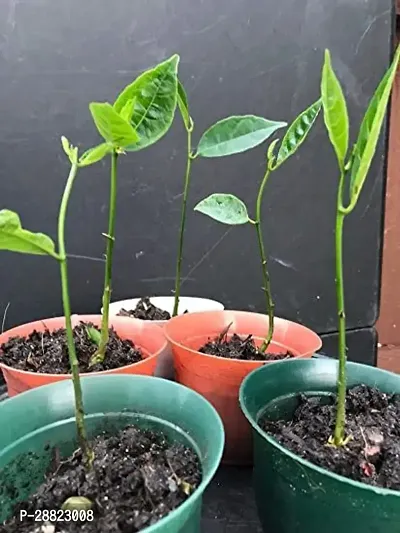 Baishnab  KATHAL CHILD PLANT Jackfruit Plant