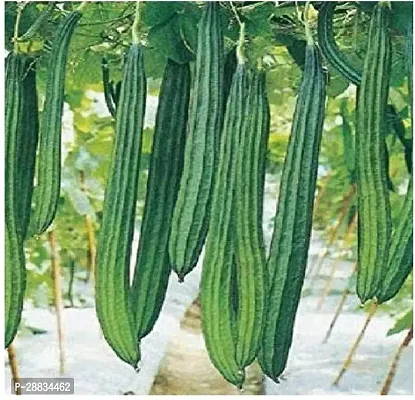 Baishnab Sponge gourd seed 30 per packetReige0530PIECE-thumb0