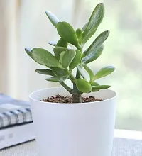 Baishnab LAXMI SASYA CRASSULA PLANT sec99-thumb1