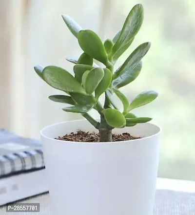 Baishnab LAXMI SASYA CRASSULA PLANT sec99-thumb2