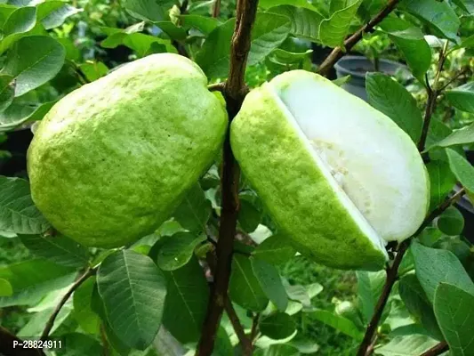 Baishnab  J456 Guava Plant-thumb0