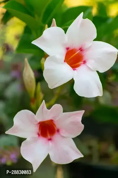 Baishnab  Mandevilla Pink White Flower Plant Mandev-thumb0