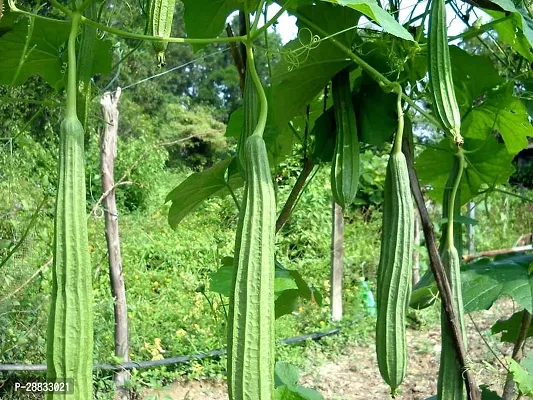 Baishnab Ridge gourd seed 15 per packet   rbRidge Gourd seed15PIECE-thumb0