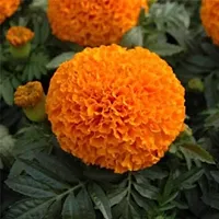 Baishnab Marigold Plant Marigold Plant (Orange - 1 Foot)-thumb1