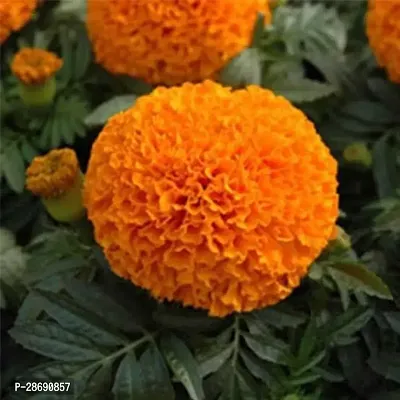 Baishnab Marigold Plant Marigold Plant (Orange - 1 Foot)-thumb2