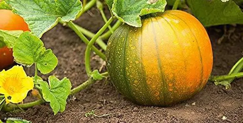 Baishnab Earth Seeds R 14PUMPKIN13100PIECE