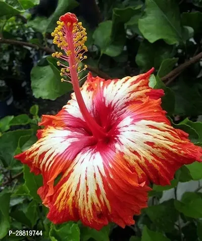 Baishnab  hibqs01 Hibiscus Plant