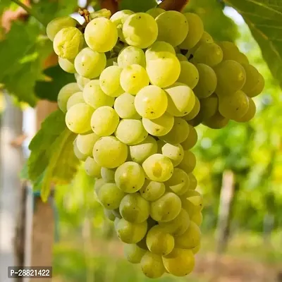 Baishnab  Honey A grapes plant Grapes Plant-thumb0