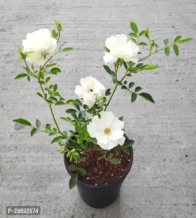 Baishnab Rose Plant White Rose Flower Plants-thumb0