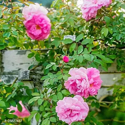 Baishnab  Creeper Rose  Plant Rose Plant-thumb0