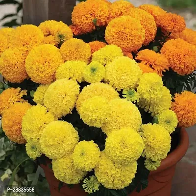 Baishnab Marigold seede 50ps mcDNR12450PIECE-thumb0