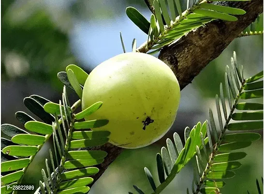 Baishnab  Amla Plant-thumb0