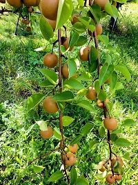 Baishnab Pear Plant Live Pear Fruit Plant-thumb2