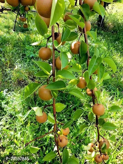 Baishnab Pear Plant Live Pear Fruit Plant-thumb3