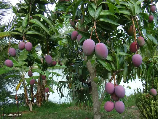 Baishnab  PN51 Mango Plant-thumb0