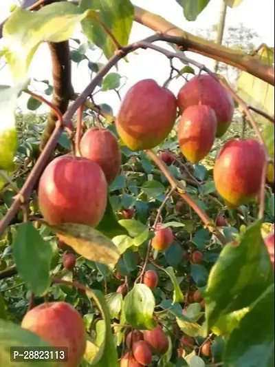 Baishnab  Kashmiri  Red apple Ber plant Ber Apple P