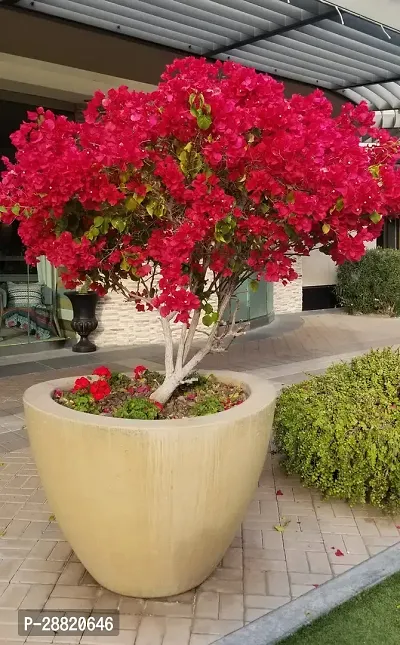 Baishnab  bnb11 Bougainvillea Plant-thumb0