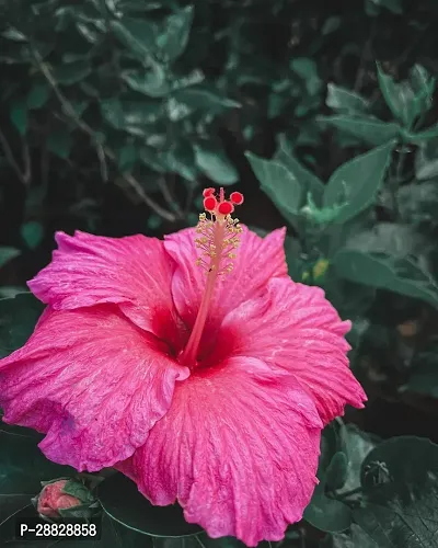 Baishnab  Hibiscus Red Live Flower Plant CF42449