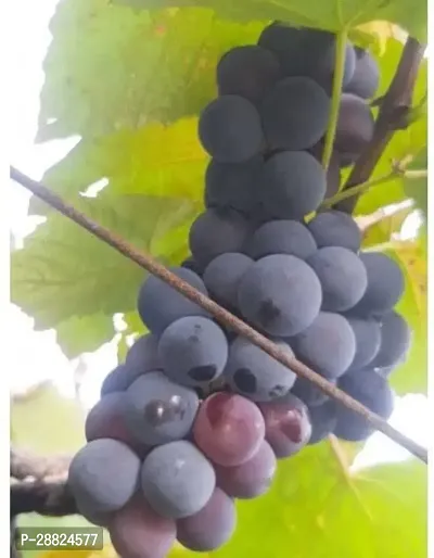 Baishnab  p411 Grape Plant