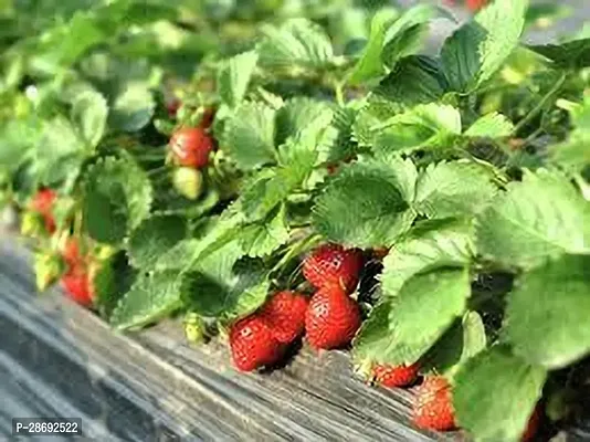 Baishnab Strawberry Plant STRAWBERRY PLANT QOY-thumb2