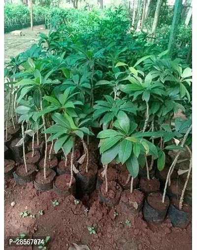 Baishnab Chiku Plant Chiku plant90-thumb0