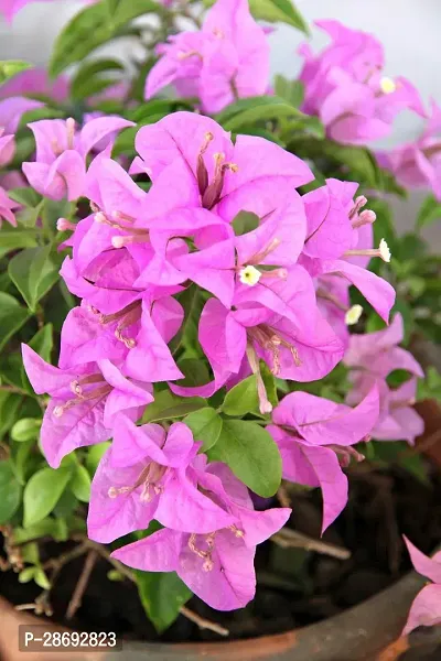 Baishnab Bougainvillea Plant bougainvillea plantaxz0.1.0