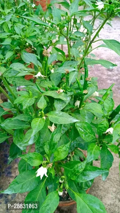 Baishnab  Chilli Plant 0039 Chilli Spices Plant