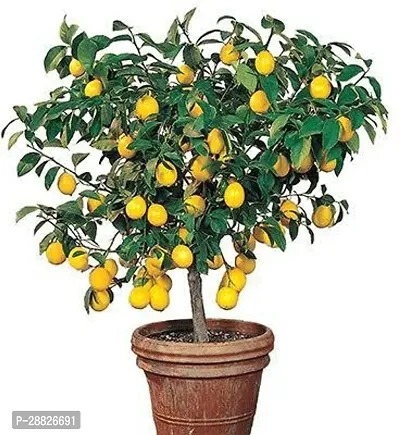 Baishnab  blb11 Lemon Plant