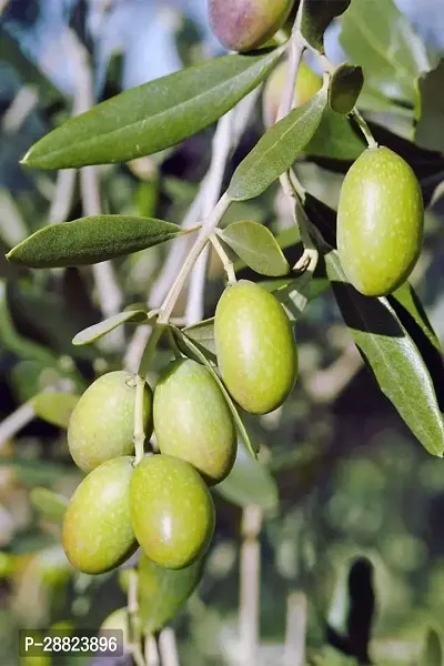 Baishnab  Indian OliveJalpai Live Plant CF003 ZZ-thumb0