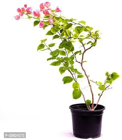 Baishnab  i111 Bougainvillea Plant-thumb0